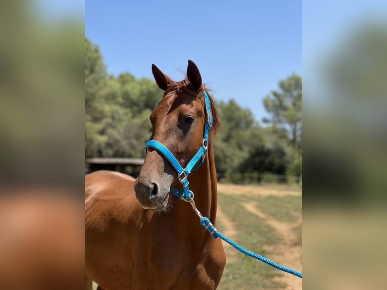 KWPN Mare 3 years 15.2 hh Sorrel in Orriols