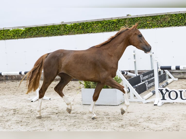 KWPN Mare 3 years 15.2 hh Sorrel in Waddinxveen