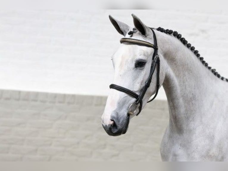 KWPN Mare 3 years 15,2 hh White in Heerde