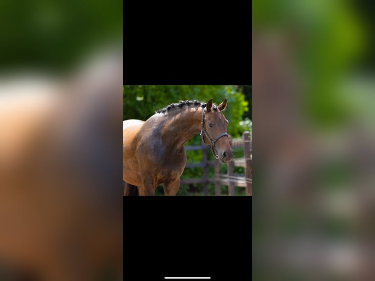 KWPN Mare 3 years 15,3 hh Brown in Goch