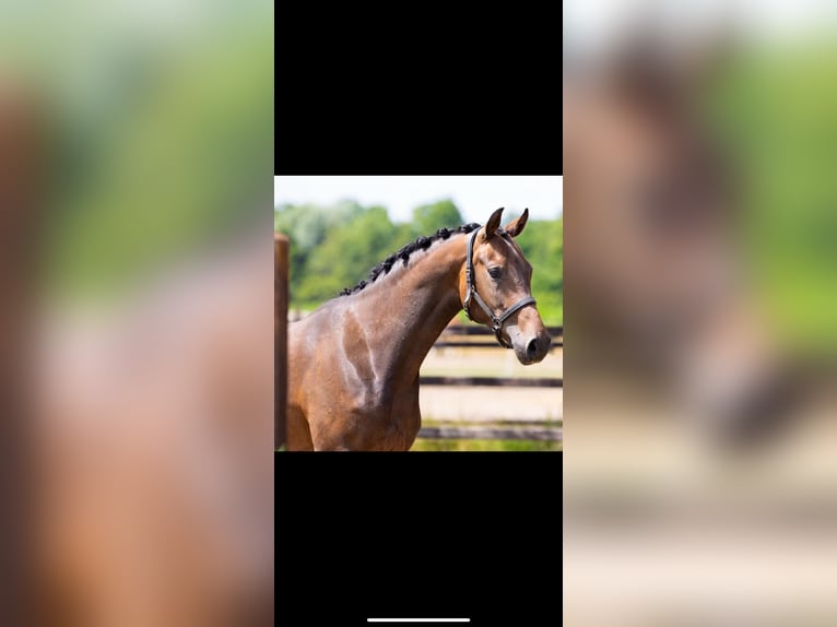 KWPN Mare 3 years 15,3 hh Brown in Goch