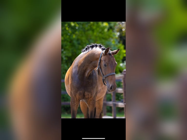 KWPN Mare 3 years 15,3 hh Brown in Goch