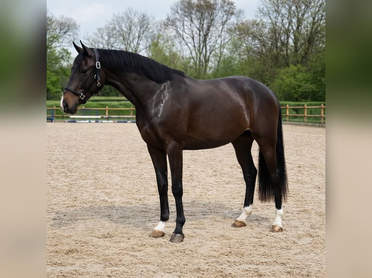 KWPN Mare 3 years 15.3 hh Brown in Poeldijk