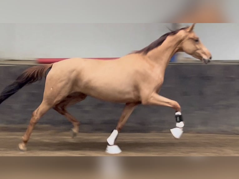 KWPN Mare 3 years 15,3 hh Chestnut-Red in Rees