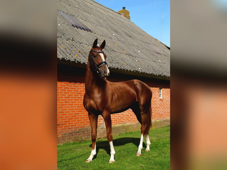 KWPN Mare 3 years 15 hh Brown-Light in Noordlaren