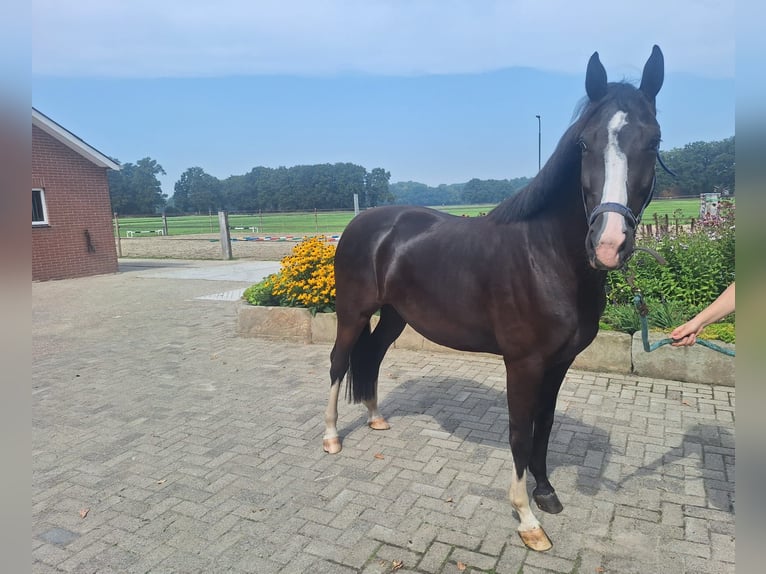 KWPN Mare 3 years 15,1 hh Smoky-Black in Goor