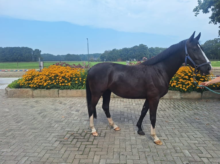 KWPN Mare 3 years 15,1 hh Smoky-Black in Goor