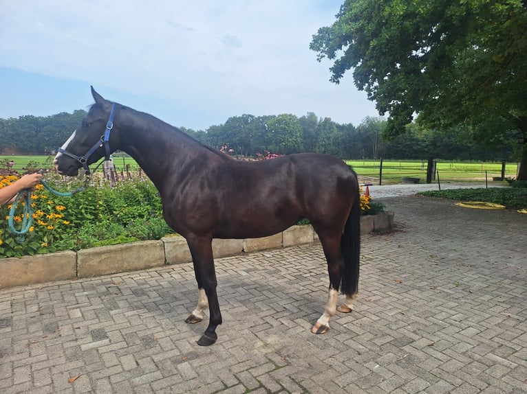 KWPN Mare 3 years 15,1 hh Smoky-Black in Goor