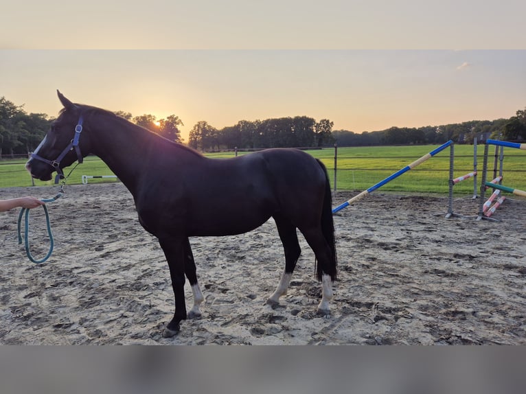 KWPN Mare 3 years 15,1 hh Smoky-Black in Goor