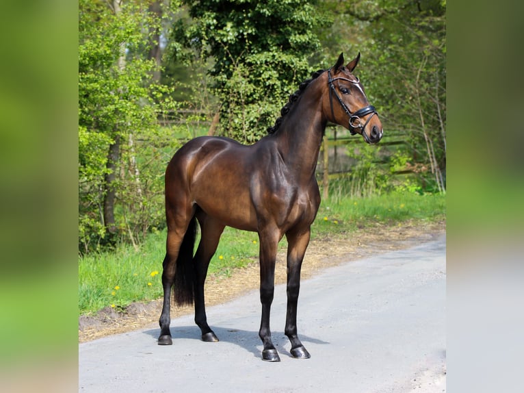 KWPN Mare 3 years 15,2 hh Bay-Dark in Lienen