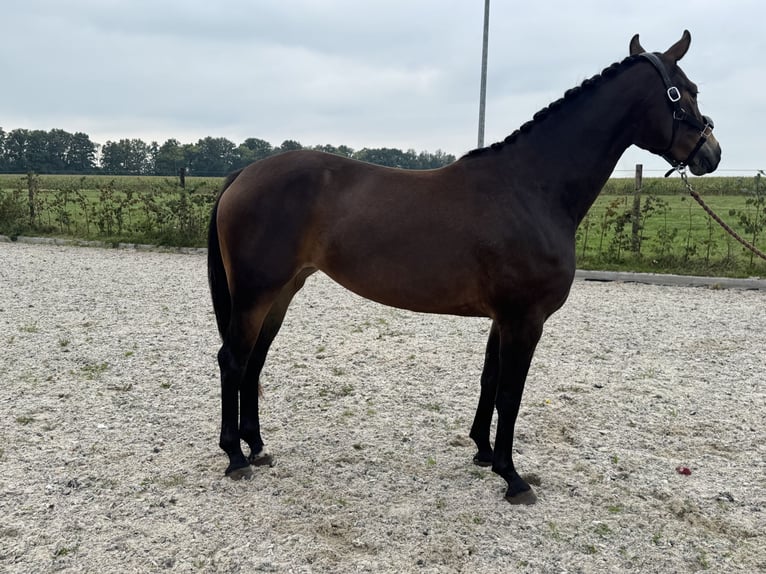 KWPN Mare 3 years 15,2 hh Bay-Dark in GROTE-BROGEL