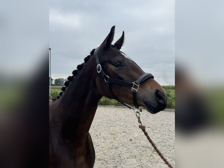 KWPN Mare 3 years 15,2 hh Bay-Dark in GROTE-BROGEL