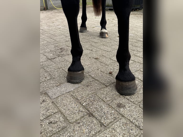 KWPN Mare 3 years 15,2 hh Bay-Dark in GROTE-BROGEL
