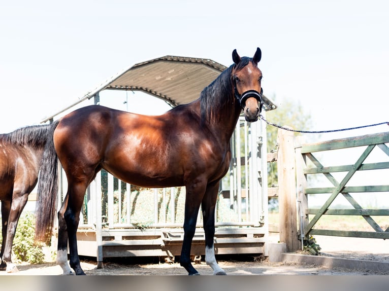 KWPN Mare 3 years 15,2 hh Bay-Dark in Lierde