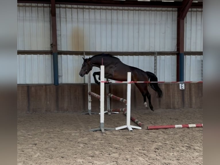 KWPN Mare 3 years 15,2 hh Bay-Dark in Oud Gastel