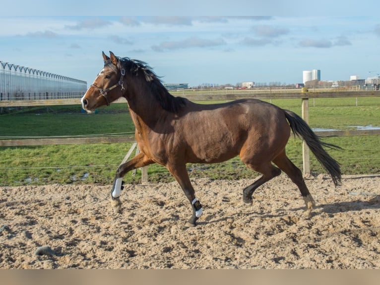 KWPN Mare 3 years 15,2 hh Brown in Weteringbrug