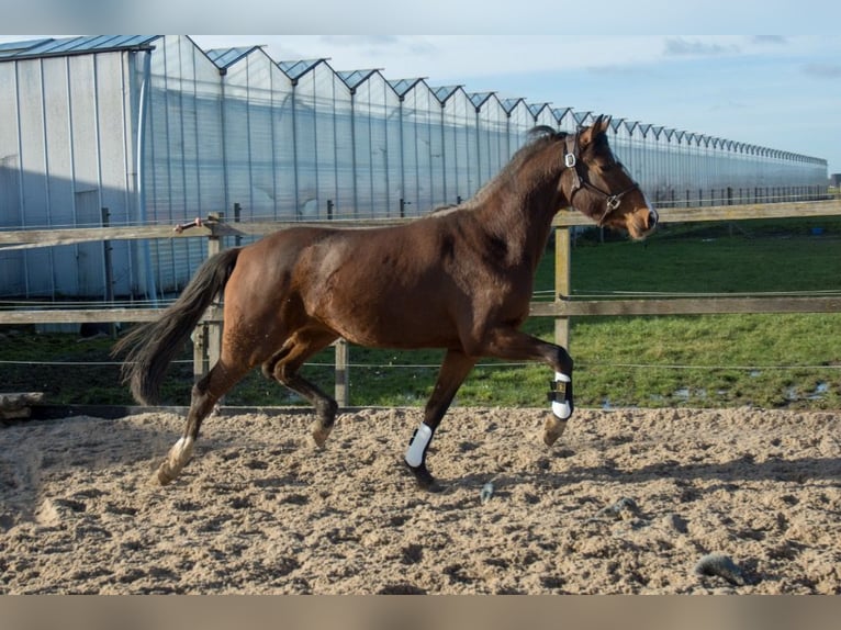 KWPN Mare 3 years 15,2 hh Brown in Weteringbrug