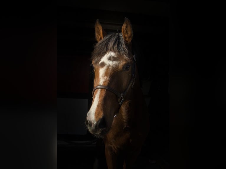 KWPN Mare 3 years 15,2 hh Brown in Weteringbrug
