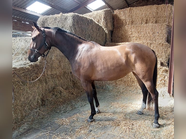 KWPN Mare 3 years 15,2 hh Brown in Wouwse Plantage