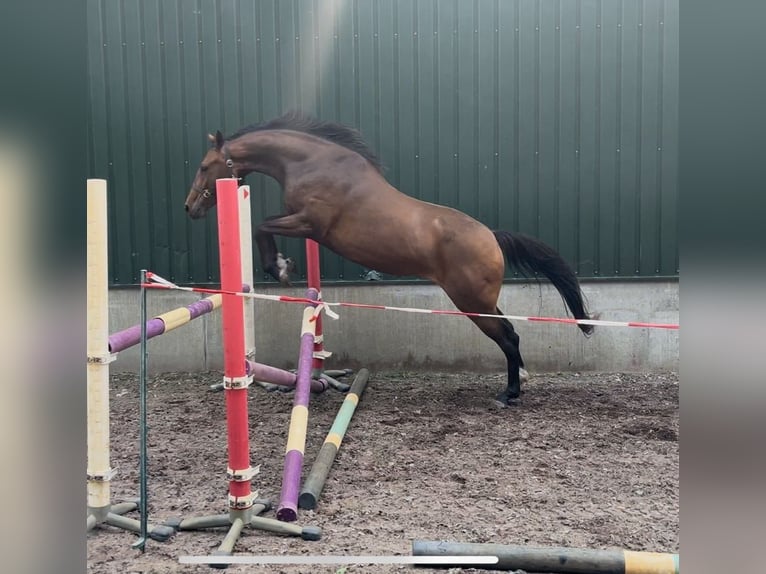 KWPN Mare 3 years 15,2 hh Brown in Wouwse Plantage