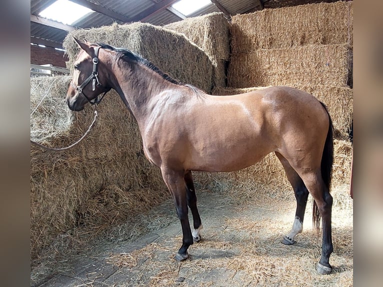 KWPN Mare 3 years 15,2 hh Brown in Wouwse Plantage