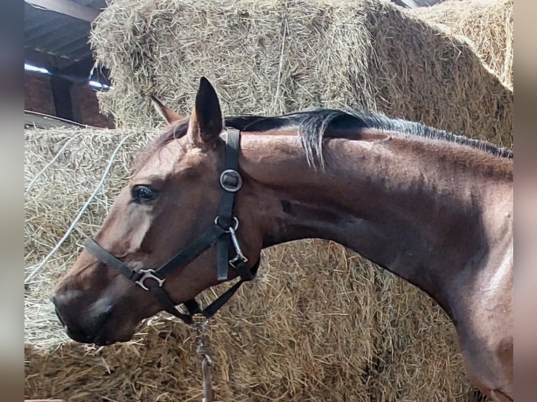 KWPN Mare 3 years 15,2 hh Brown in Wouwse Plantage