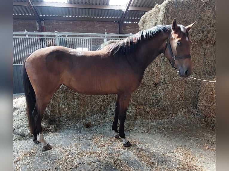KWPN Mare 3 years 15,2 hh Brown in Wouwse Plantage