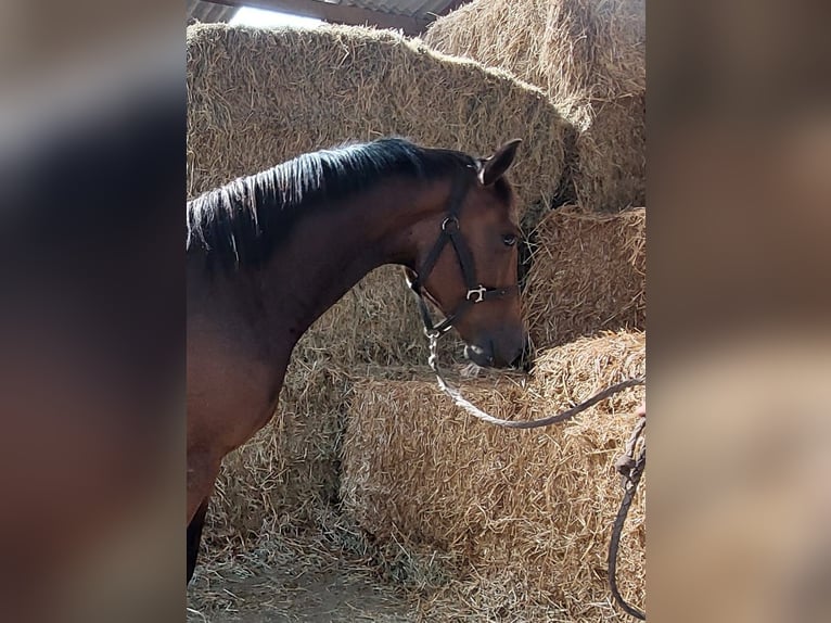 KWPN Mare 3 years 15,2 hh Brown in Wouwse Plantage