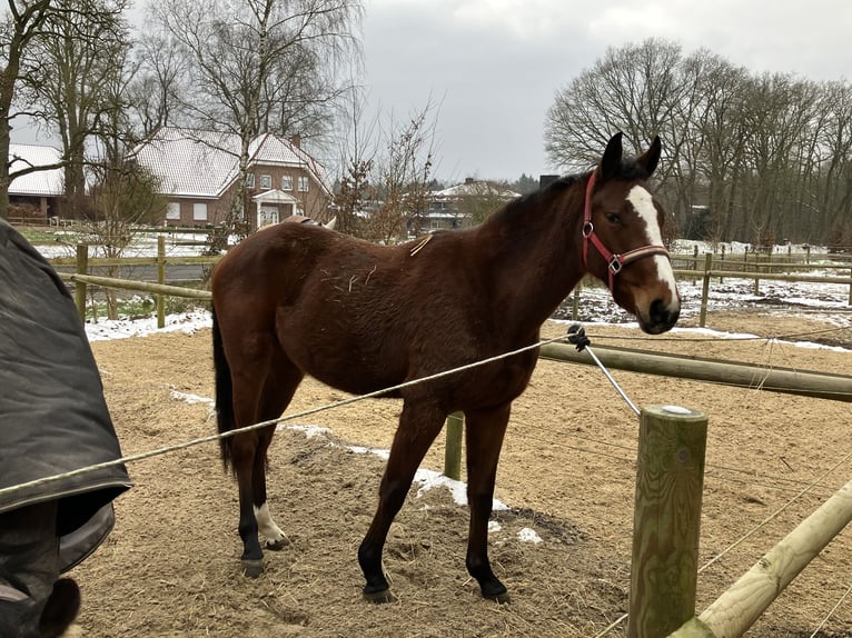 KWPN Mare 3 years 15,2 hh Brown in Sögel