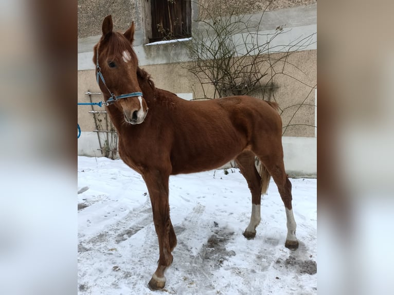 KWPN Mare 3 years 15,2 hh Chestnut-Red in Mügeln