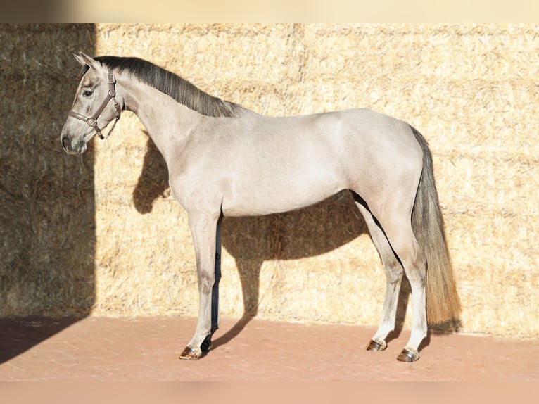KWPN Mare 3 years 15,2 hh Grey in Moergestel