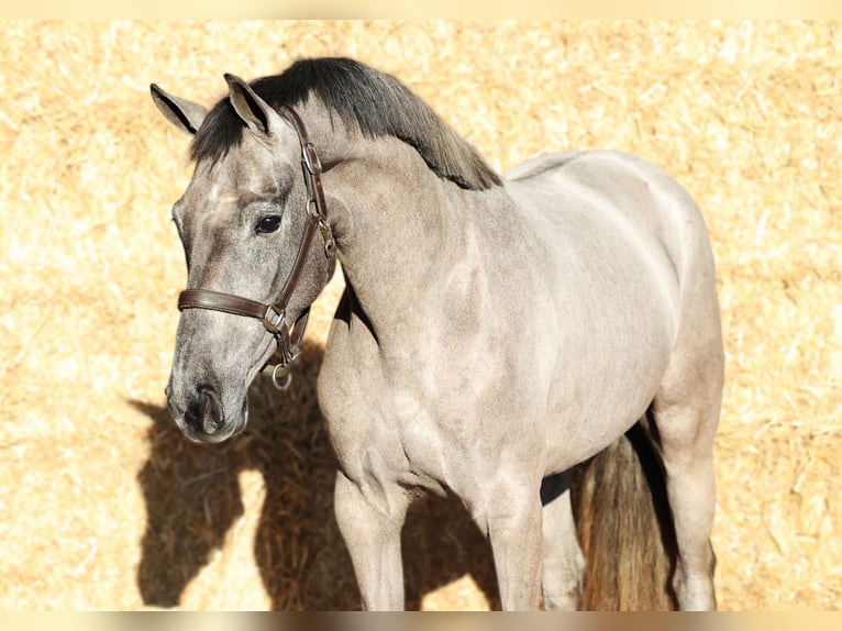 KWPN Mare 3 years 15,2 hh Grey in Moergestel