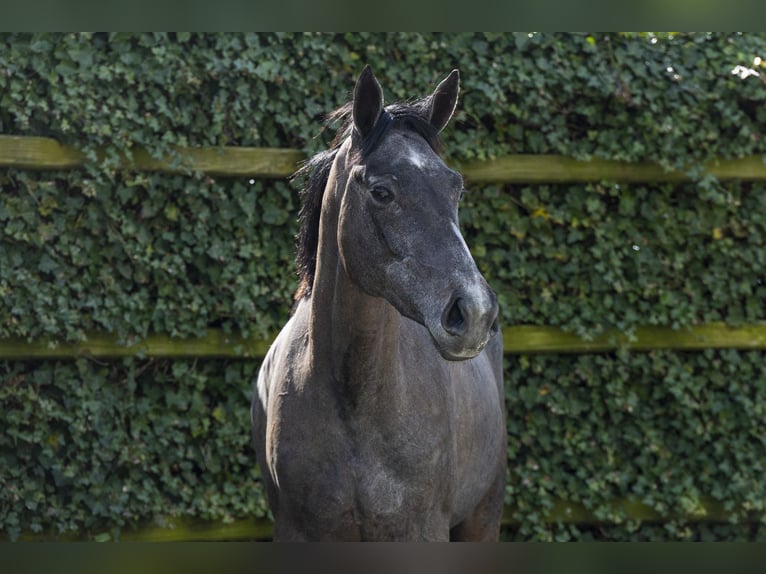 KWPN Mare 3 years 15,2 hh Grey in Waddinxveen