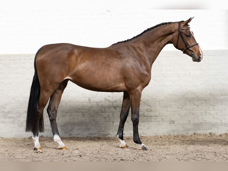 KWPN Mare 3 years 15,2 hh  in WK Heerde