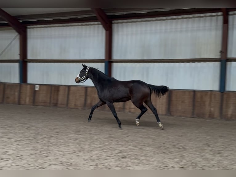KWPN Mare 3 years 15,3 hh Bay-Dark in Oud Gastel