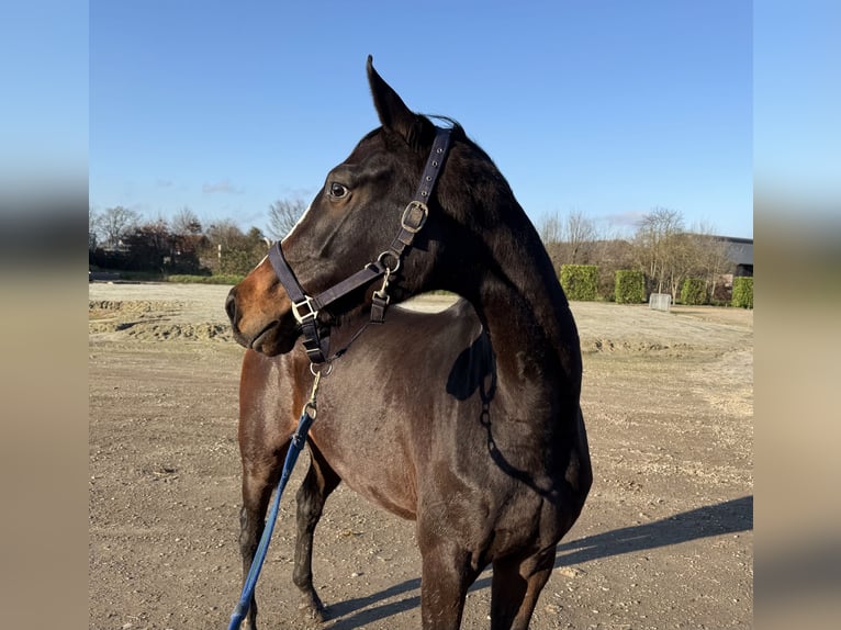 KWPN Mare 3 years 15,3 hh Bay-Dark in Oud Gastel