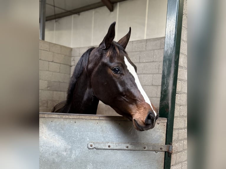 KWPN Mare 3 years 15,3 hh Bay-Dark in Oud Gastel