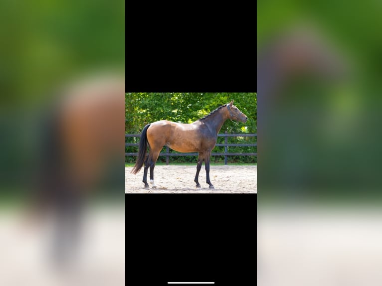 KWPN Mare 3 years 15,3 hh Brown in Goch