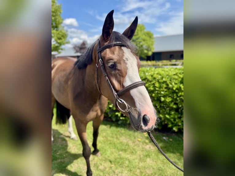KWPN Mare 3 years 15,3 hh Brown in Liessel