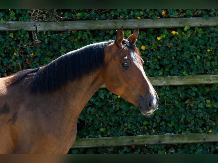 KWPN Mare 3 years 15,3 hh Brown in Waddinxveen