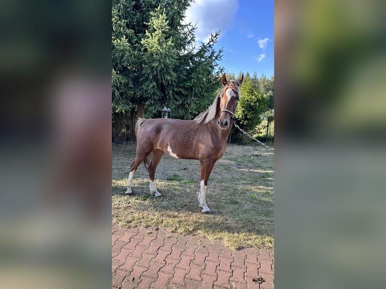 KWPN Mare 3 years 15,3 hh Chestnut in Grodzisk Mazowiecki