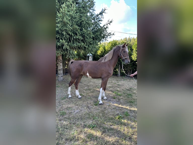 KWPN Mare 3 years 15,3 hh Chestnut in Grodzisk Mazowiecki