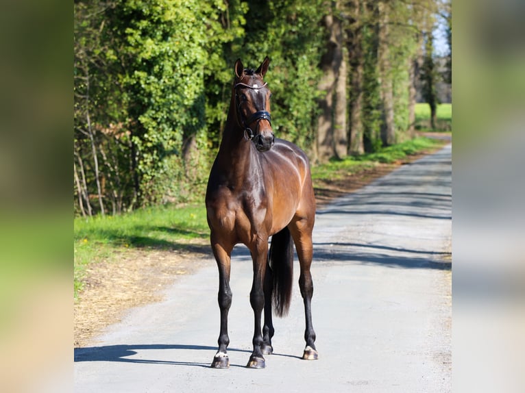 KWPN Mare 3 years 16.1 hh Bay-Dark in Lienen