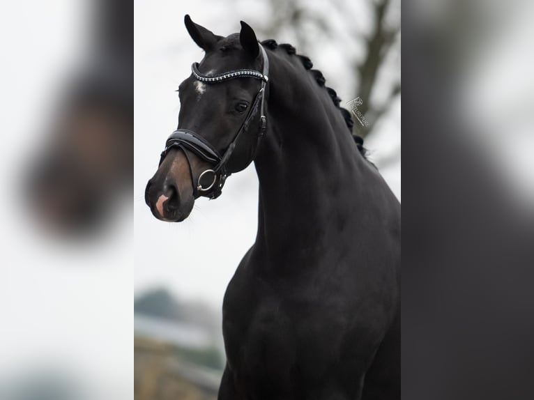 KWPN Mare 3 years 16,1 hh Bay-Dark in Weert