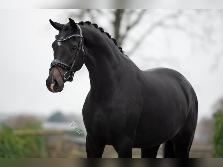 KWPN Mare 3 years 16,1 hh Bay-Dark in Weert