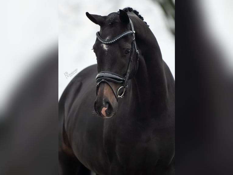 KWPN Mare 3 years 16,1 hh Bay-Dark in Weert