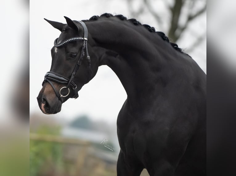 KWPN Mare 3 years 16,1 hh Bay-Dark in Weert