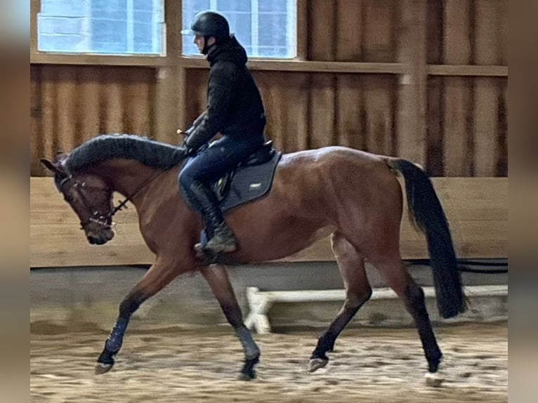 KWPN Mare 3 years 16,1 hh Bay-Dark in Hainsfarth