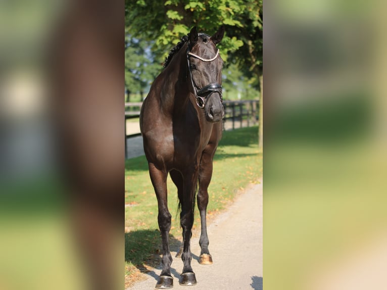 KWPN Mare 3 years 16,1 hh Black in Xanten