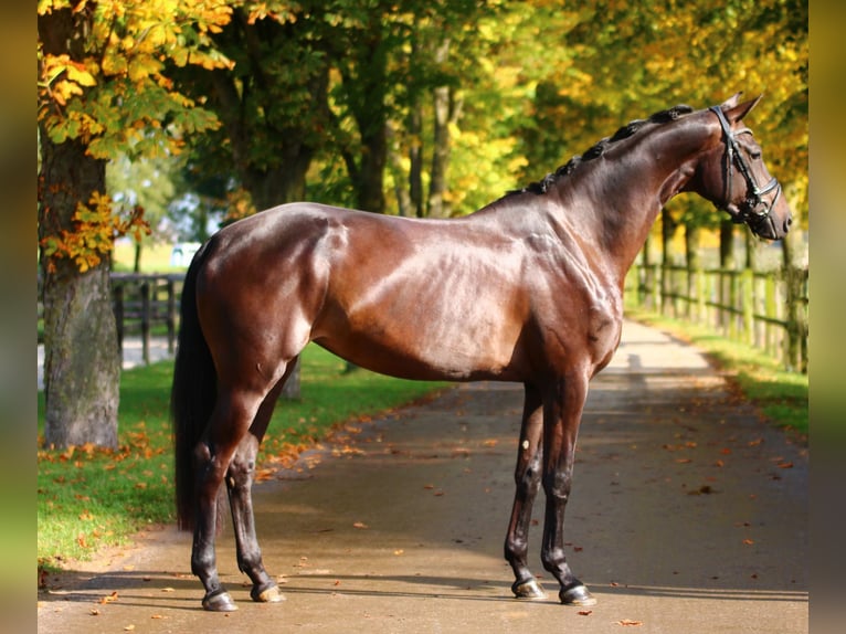 KWPN Mare 3 years 16,1 hh Black in Xanten